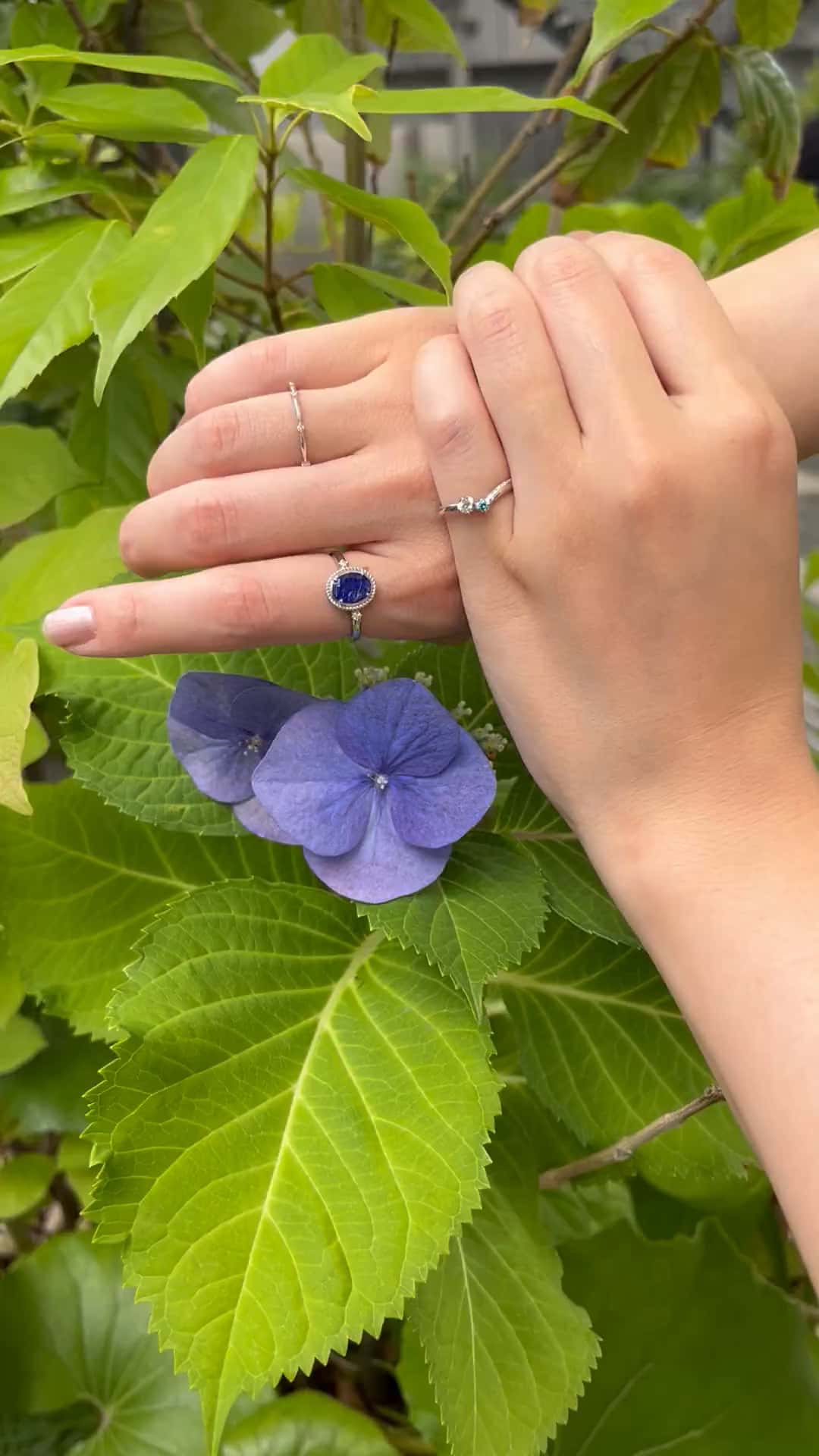 festaria bijou SOPHIA 大丸東京店 大國護 聖菜