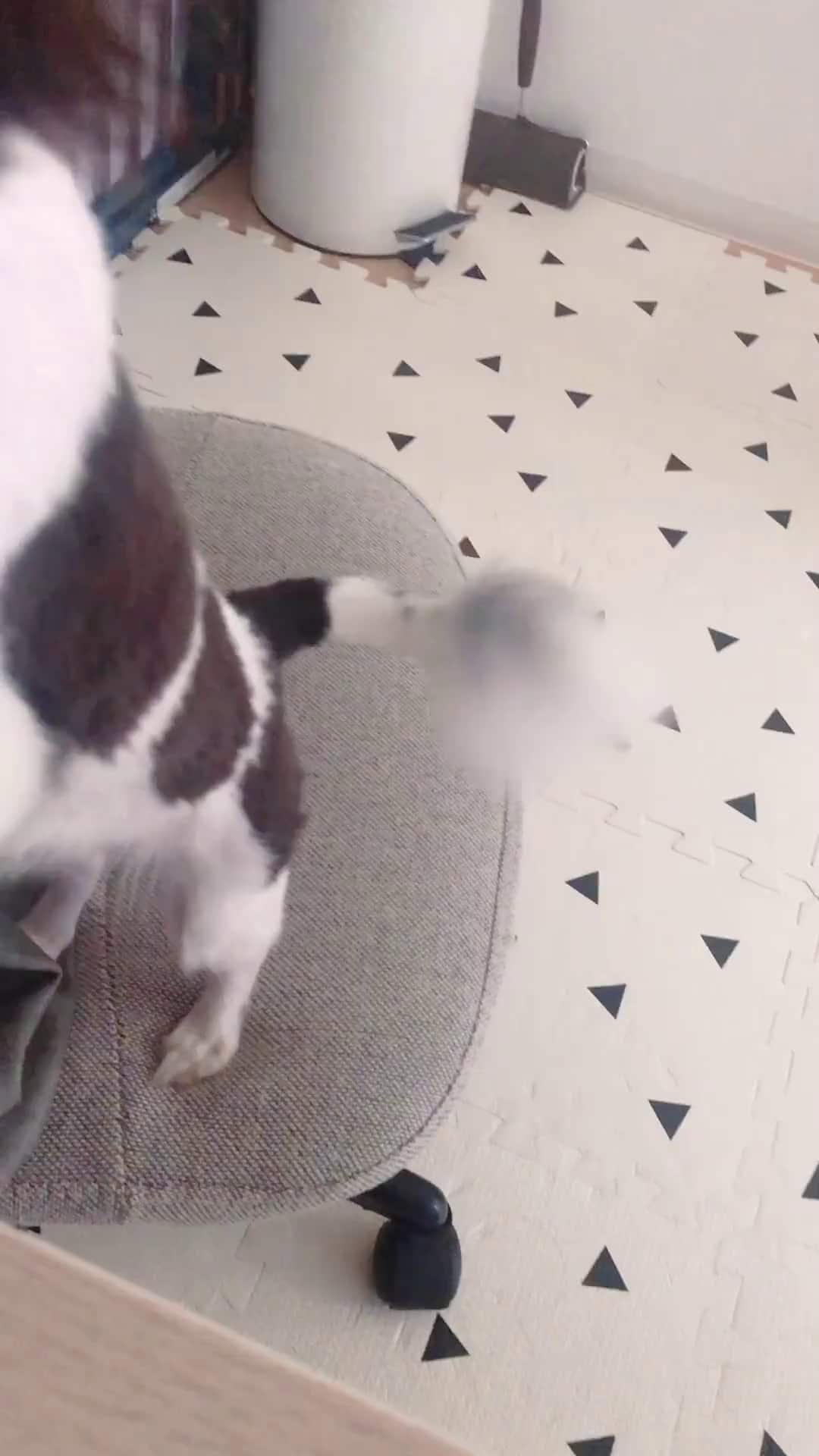 管理者 + RCI X LEVI'S STRAIGHT FIT DENIM JEAN + 犬が可愛いです