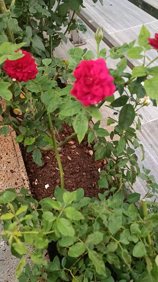 Adrian + RCI X LEVI'S TWO POCKET HOODED SWEATSHIRT IN NATURAL + テスト