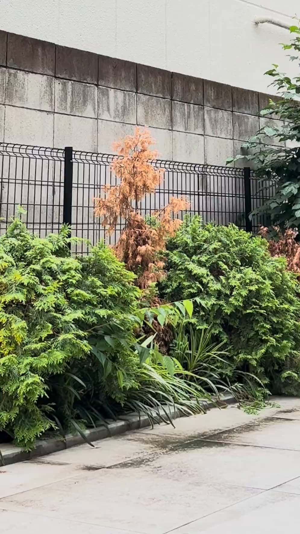 Mon